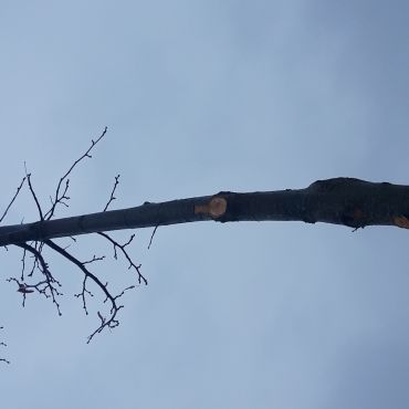 Zwei Linden wurden unfachmännisch beschnitten.